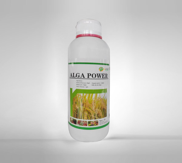 Alga for rice
